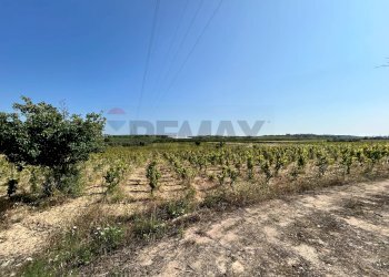 Vista delle montagne - Terreno agricolo Contrada Maccari
 
snc, Noto - foto 1