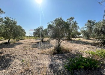 Giardino - Terreno agricolo Contrada Maccari
 
snc, Noto - foto 4