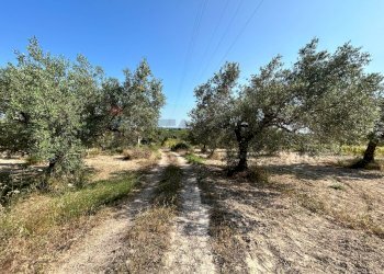 Giardino - Terreno agricolo Contrada Maccari
 
snc, Noto - foto 7