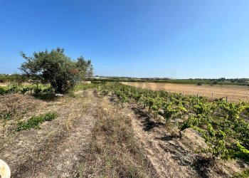 Giardino - Terreno agricolo Contrada Maccari
 
snc, Noto - foto 9