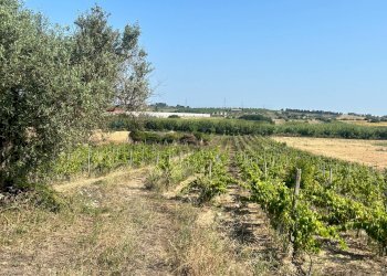 Giardino - Terreno agricolo Contrada Maccari
 
snc, Noto - foto 10