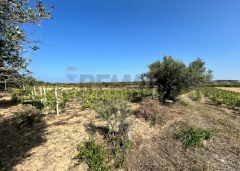 Giardino - Terreno agricolo Contrada Maccari
 
snc, Noto - foto 11
