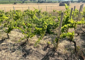 Giardino - Terreno agricolo Contrada Maccari
 
snc, Noto - foto 12