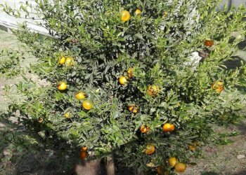 Giardino - Terreno agricolo Punto Rio, Portopalo di Capo Passero - foto 6