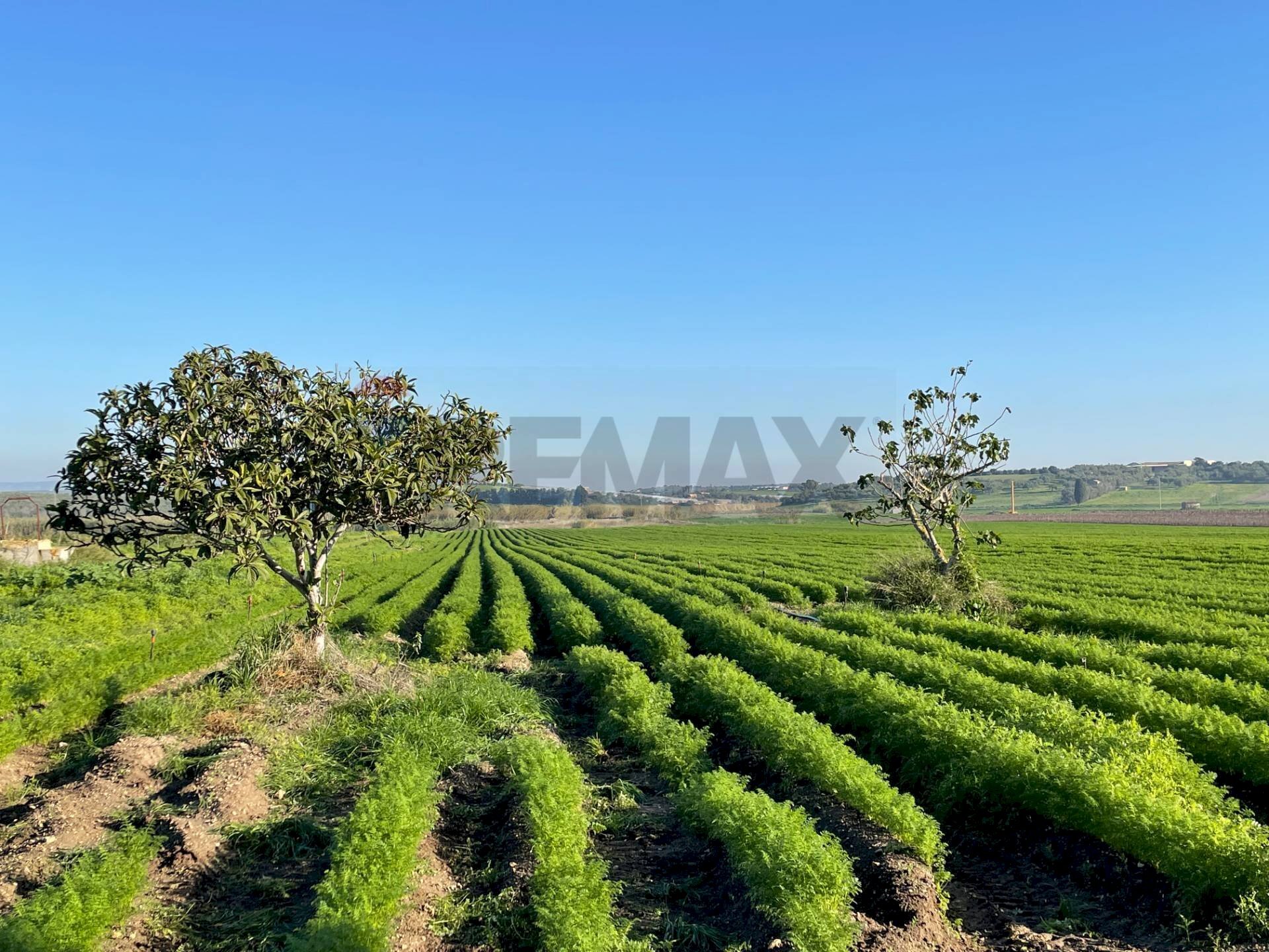 Giardino - Terreno agricolo Contrada Buonivini
 
snc, Noto - foto 2