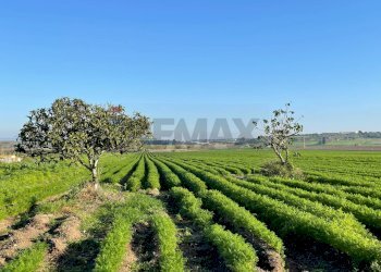 Giardino - Terreno agricolo Contrada Buonivini
 
snc, Noto - foto 2