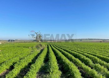 Giardino - Terreno agricolo Contrada Buonivini
 
snc, Noto - foto 4