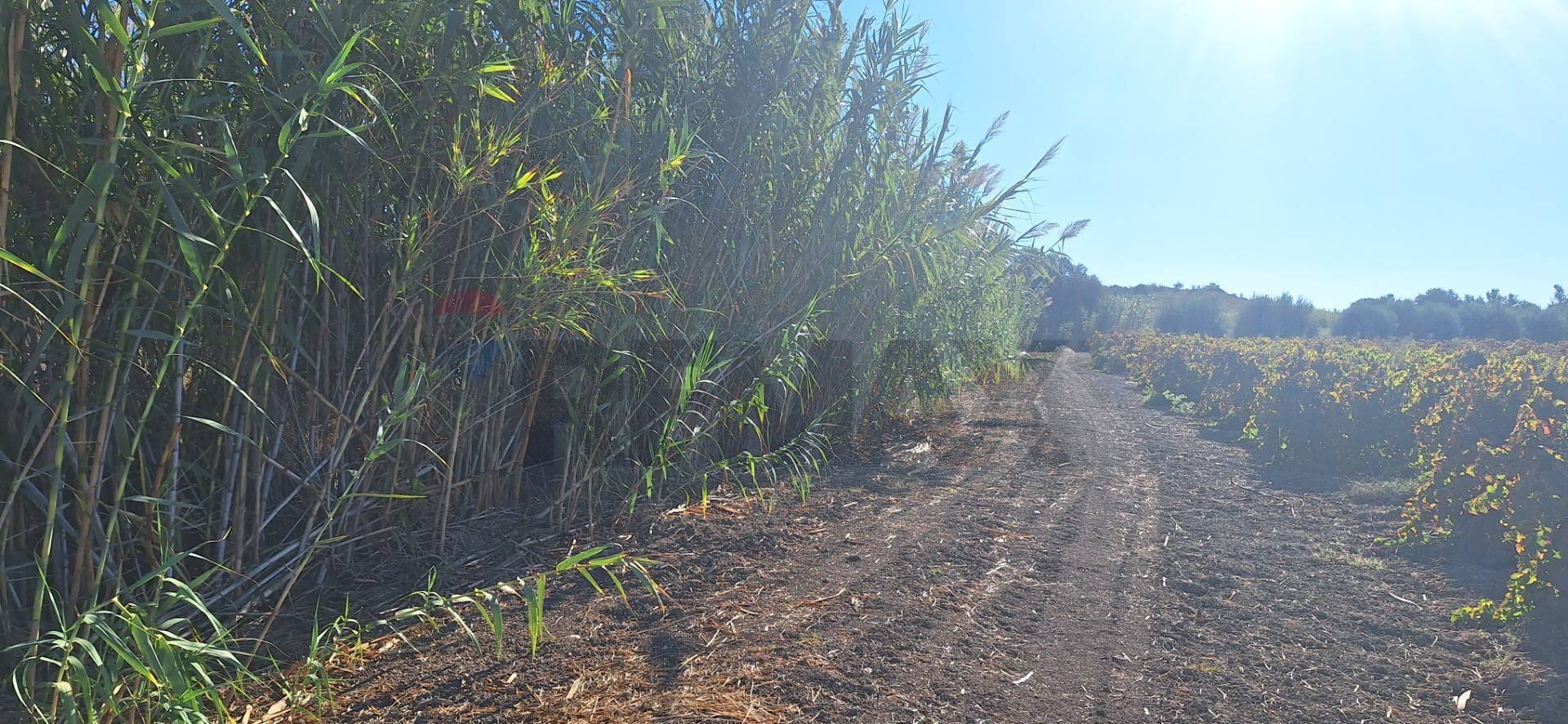 Non correlato - Terreno agricolo Contrada Buonivini
 
snc, Noto - foto 2