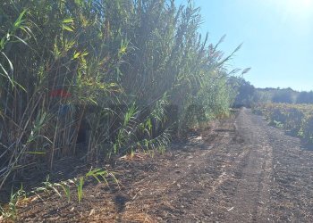 Non correlato - Terreno agricolo Contrada Buonivini
 
snc, Noto - foto 2