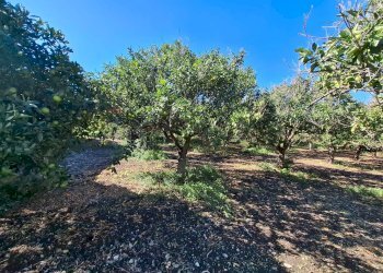 Giardino - Villa Contrada Margi, Augusta - foto 22