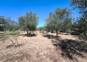 Giardino - Villa strada provinciale 80, Noto - foto 6