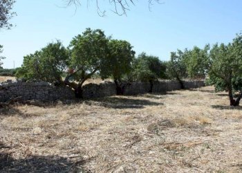 Giardino - Rustico C.da Commaldo Superiore, Rosolini - foto 8