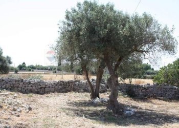 Giardino - Rustico C.da Commaldo Superiore, Rosolini - foto 10