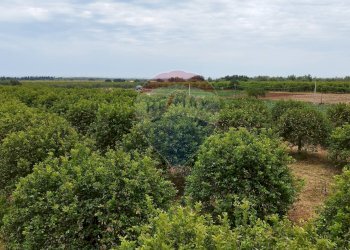 Giardino - Casa indipendente Noto - foto 40