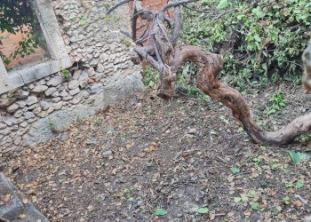 Giardino - Casa indipendente Via Magenta
 
166, Canicattini Bagni - foto 41