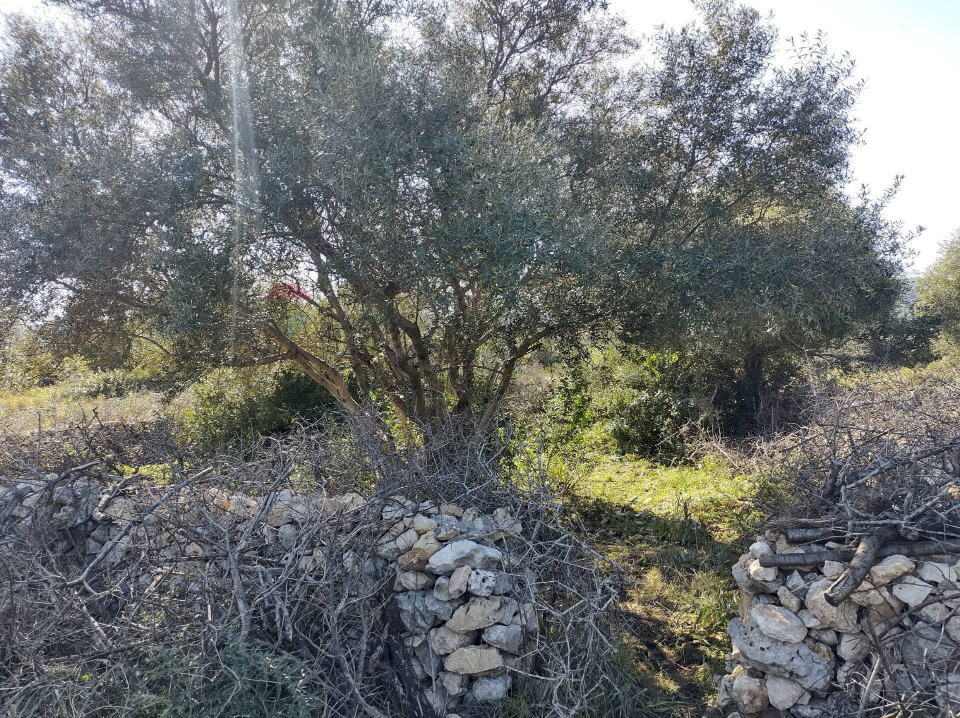 terreno - Terreno agricolo Priolo Gargallo - foto 3