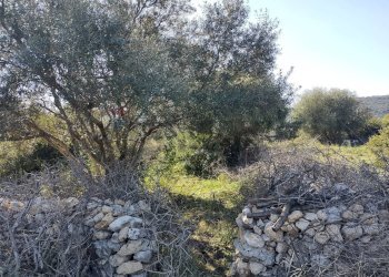 terreno - Terreno agricolo Priolo Gargallo - foto 2