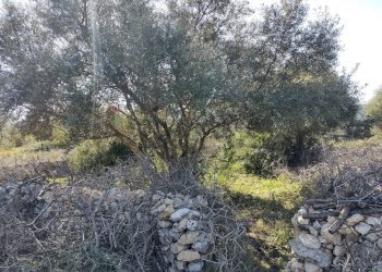 terreno - Terreno agricolo Priolo Gargallo - foto 3