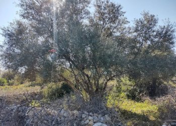 terreno - Terreno agricolo Priolo Gargallo - foto 4