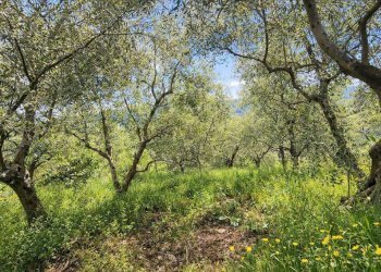 Terreno - Rustico strada Buscardu, Ceriana - foto 6