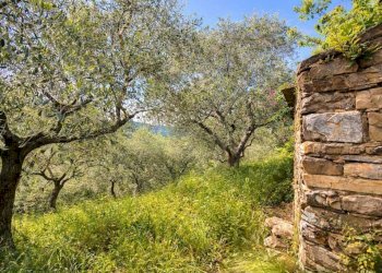 Terreno - Rustico strada Buscardu, Ceriana - foto 9