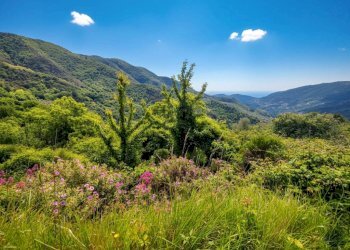 Terreno - Rustico strada Buscardu, Ceriana - foto 24