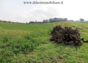 05 DI LEO IMMOBILIARE VENDE AZIENDA AGRICOLA BIOL - Casale Pesaro - foto 11