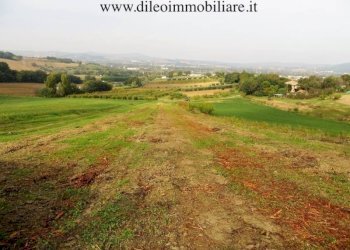 08 DI LEO IMMOBILIARE VENDE AZIENDA AGRICOLA BIOL - Casale Pesaro - foto 14