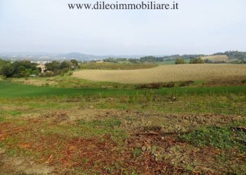 06 DI LEO IMMOBILIARE VENDE AZIENDA AGRICOLA BIOLO - Azienda agricola Pesaro - foto 8