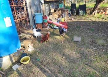 616445634_1451115746795024_6355998976601766168_n.j - Terreno agricolo Via Colle di Mitriano, Guidonia Montecelio - foto 10