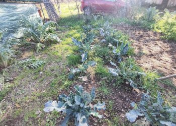 616780859_1451114790128453_9123988167720213772_n.j - Terreno agricolo Via Colle di Mitriano, Guidonia Montecelio - foto 13