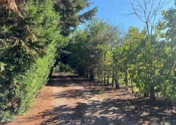 viale di ingresso - Rustic VIA FOSSETTA OVEST  11, Soliera - photo 11