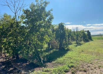 terreno - Rustic VIA FOSSETTA OVEST  11, Soliera - photo 15