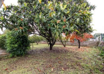 Giardino - Villa cavasecca, Noto - foto 10
