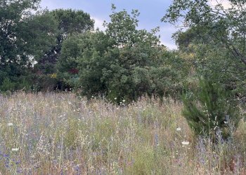 Giardino - Terreno agricolo Contrada Fusara, Nicolosi - foto 10