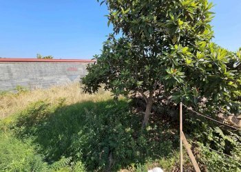 Giardino - Appartamento Via Londa
 
148, Acireale - foto 23