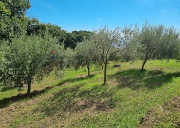 Giardino - Terreno edificabile strada provinciale nunziata puntalazzo, Mascali - foto 16