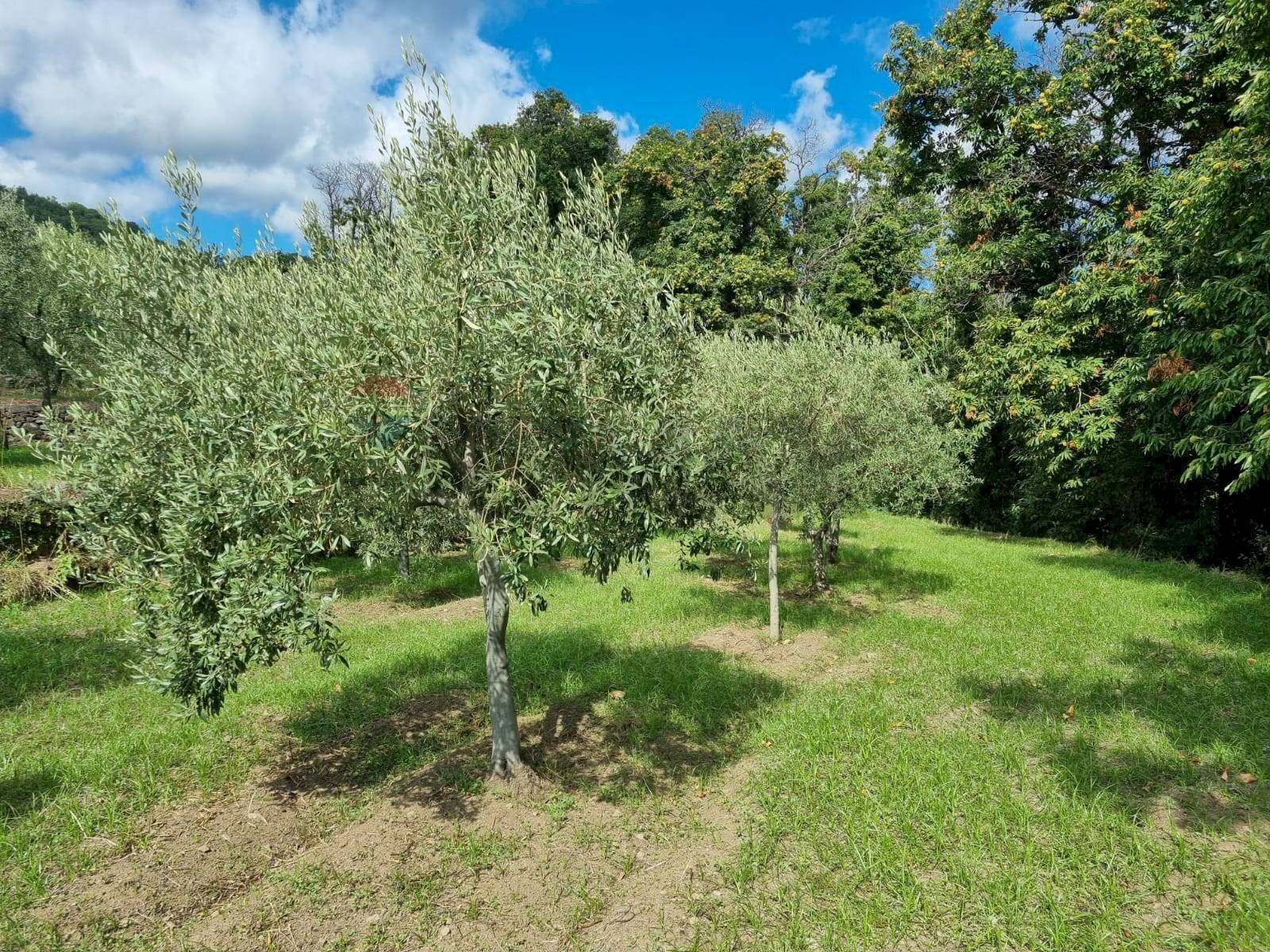 Giardino - Terreno edificabile strada provinciale nunziata puntalazzo, Mascali - foto 3
