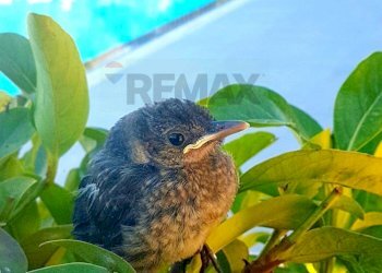 Vista delle montagne - Terreno edificabile Via Rocco Dicillo
 
20, Carini - foto 9