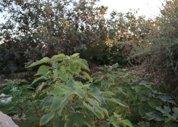 Giardino - Rustico C.da Pantanelli
 
snc, Gela - foto 12