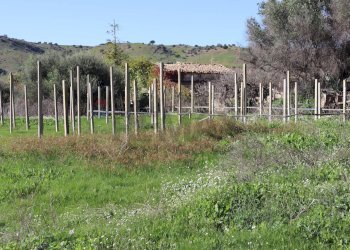 Giardino - Rustico C.da Pantanelli
 
snc, Gela - foto 55