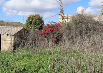 Giardino - Rustico C.da Pantanelli
 
snc, Gela - foto 58