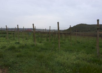 Vista delle montagne - Rustico C.da Pantanelli
 
snc, Gela - foto 86