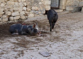 Dettagli - Rustico Cda Cilone/Maurino
 
snc, Ragusa - foto 37