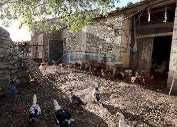 Giardino - Rustico Cda Cilone/Maurino
 
snc, Ragusa - foto 44