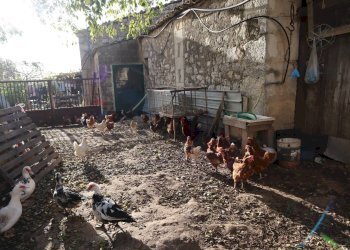 Terrazza - Rustico Cda Cilone/Maurino
 
snc, Ragusa - foto 45