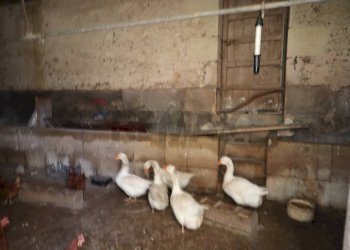 Dettagli - Rustico Cda Cilone/Maurino
 
snc, Ragusa - foto 46