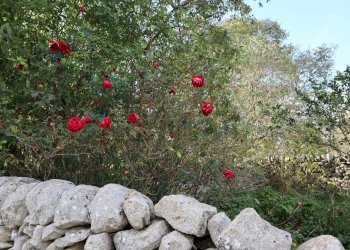 Giardino - Rustico Cda Cilone/Maurino
 
snc, Ragusa - foto 63
