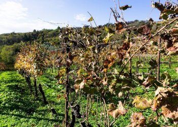 Vista delle montagne - Farm Via Madonna delle Vigne, Castelli Calepio - photo 60