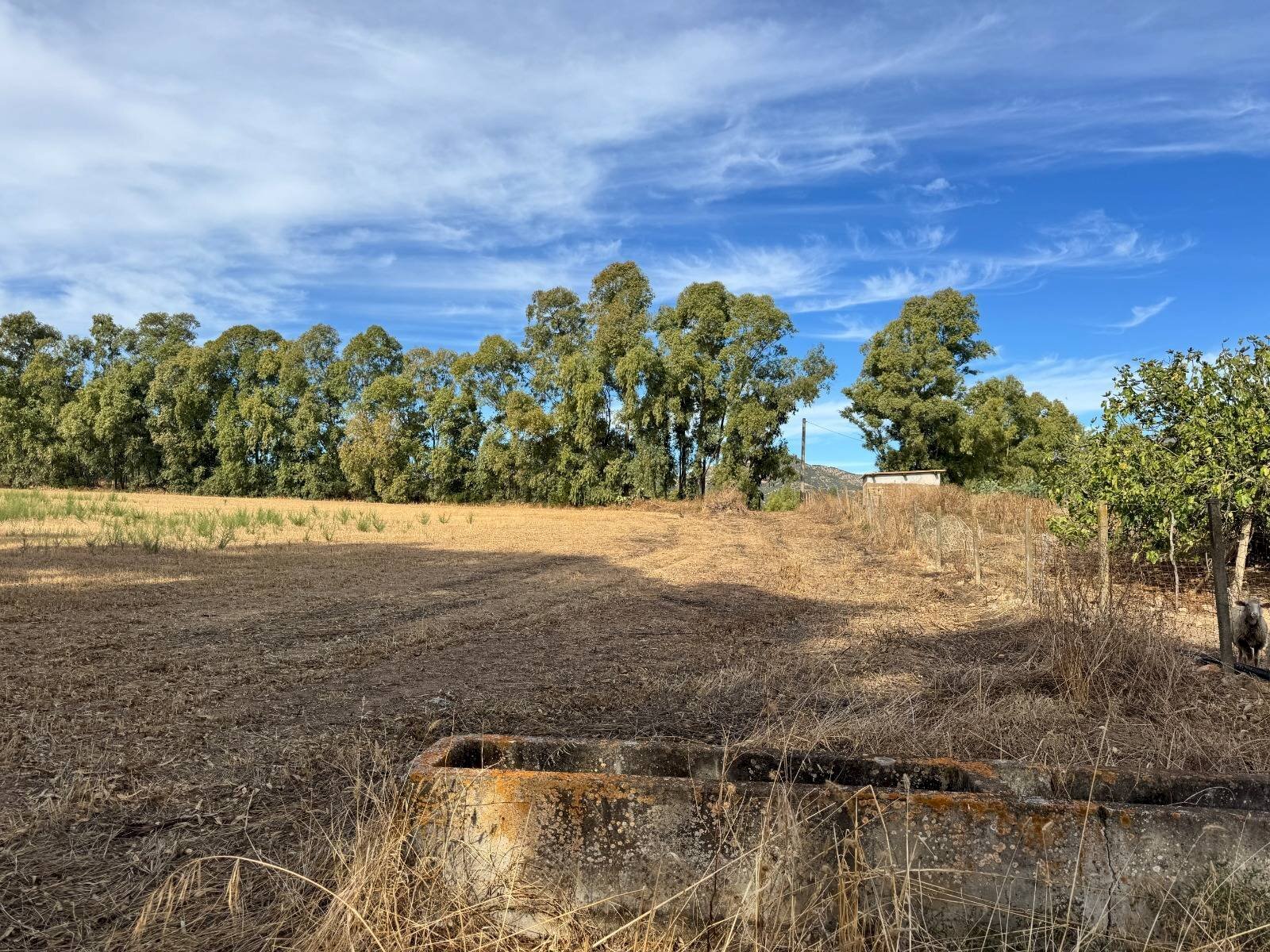 Foto 3 - Terreno agricolo Strada dell'Erica, San Vito - foto 3